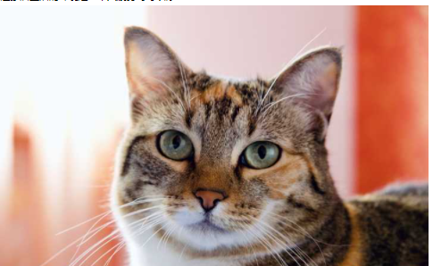 歐式家裝設(shè)計模型，歐式木門風(fēng)格怎么樣？