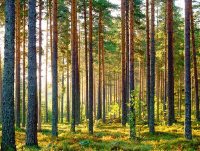 白色松木家具品牌：松木家具好還是橡木家具好？