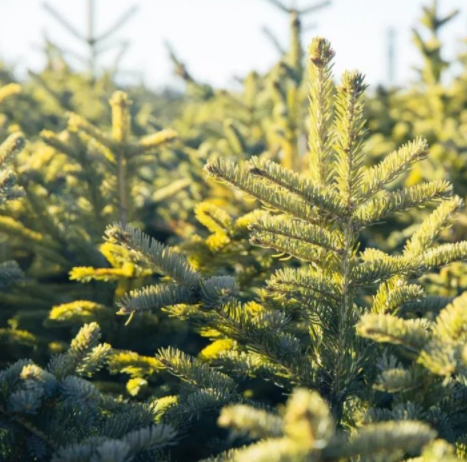 木材加工市場：松木VS柏木，木材界最激烈對決！