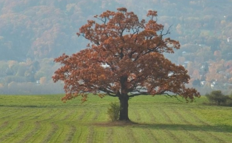 純橡木家具品牌：紅橡木與白橡木，不只是顏色的區(qū)別