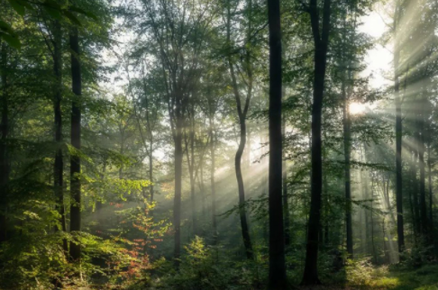 紅杉木家具;香杉木做衣柜好不好？香杉木板材有什么優(yōu)勢？