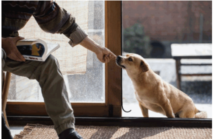 智能家裝流程：家裝設(shè)計時，有哪些適合「養(yǎng)寵家庭」的家居設(shè)計巧思？